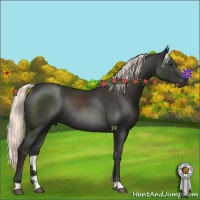 Horse Color:Liver Chestnut Rabicano
