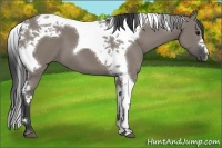 Horse Color:Grullo Tobiano