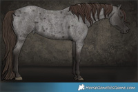 Horse Color:Liver Red Roan 