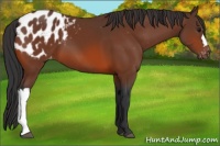 Horse Color:Bay Appaloosa 