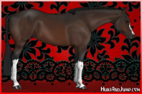 Horse Color:Gray Bay 