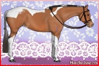 Horse Color:Bay Tobiano Varnish 