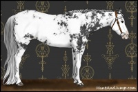 Horse Color:Black Sabino Appaloosa 