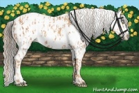 Horse Color:Gold Champagne Near Leopard  and Liver Chestnut Near Leopard 