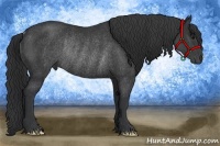 Horse Color:Black Rabicano 