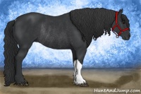 Horse Color:Black Rabicano 