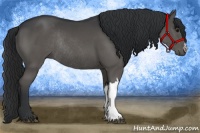 Horse Color:Black Rabicano 