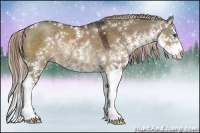 Horse Color:Liver Red Dun Sabino Splash Rabicano