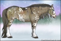 Horse Color:Liver Red Dun Sabino Splash