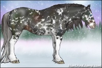 Horse Color:Liver Chestnut Sabino Splash