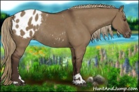 Horse Color:Liver Red Dun Sabino Appaloosa Rabicano 