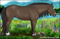 Horse Color:Liver Chestnut Sabino Rabicano 