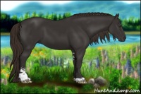 Horse Color:Liver Chestnut Sabino