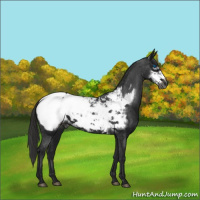 Horse Color:Gray Black Frame Appaloosa