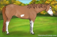 Horse Color:Chestnut Splash Frame
