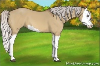 Horse Color:Silver Bay Dun Splash 