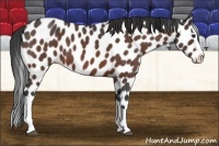 Horse Color:Bay Roan Sabino Splash Near Leopard
