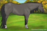 Horse Color:Grullo and Grullo