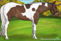 Horse Color:Silver Brown Tobiano 