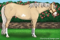 Horse Color:Silver Classic Champagne Dun Splash Frame 