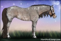 Horse Color:Liver Red Ice Roan Sabino Rabicano 