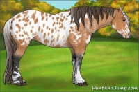Horse Color:White Spotted Bay Appaloosa 