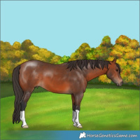 Horse Color:Bay 