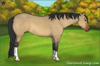 Horse Color:Bay Dun