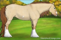 Horse Color:Red Dun Roan Splash Frame Rabicano 