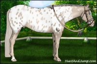 Horse Color:Chocolate Palomino Pearl Sabino Near Leopard 