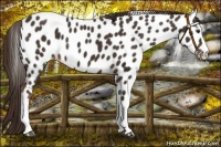 Horse Color:Liver Chestnut Near Leopard 