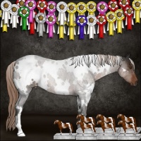 Horse Color:White Spotted Liver Chestnut 