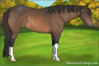 Horse Color:Buckskin Appaloosa 