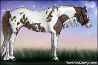Horse Color:Liver Chestnut Sabino Tobiano Appaloosa 
