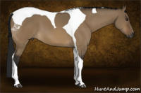 Horse Color:Gray Buckskin Dun Tobiano