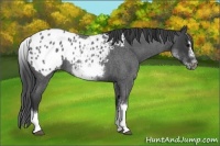Horse Color:White Spotted Blue Roan Splash Frame Appaloosa 