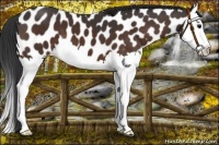 Horse Color:Brown Splash Leopard 