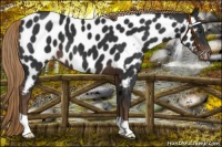 Horse Color:Liver Chestnut Near Leopard 