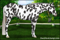 Horse Color:Liver Chestnut Appaloosa 