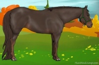 Horse Color:Liver Chestnut
