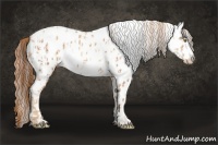 Horse Color:Gold Champagne Appaloosa  and Gold Champagne Appaloosa 