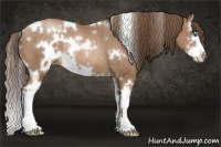 Horse Color:White Spotted Brown Pearl Splash Rabicano