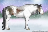 Horse Color:White Spotted Brown Sabino Splash Rabicano 