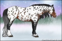 Horse Color:Brown Sabino Near Leopard 