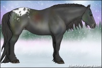 Horse Color:Smoky Black Appaloosa 