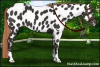 Horse Color:Liver Chestnut Appaloosa