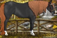 Horse Color:Liver Chestnut 