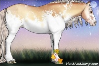 Horse Color:White Spotted Silver Amber Champagne Onyx Sabino Rabicano