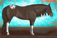 Horse Color:Liver Chestnut Appaloosa