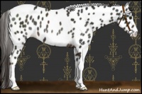 Horse Color:Liver Chestnut Leopard 